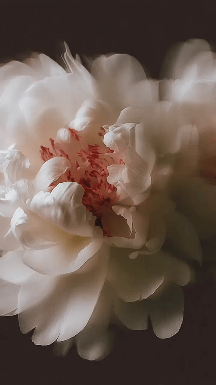 Freesia Bloom Conditioner