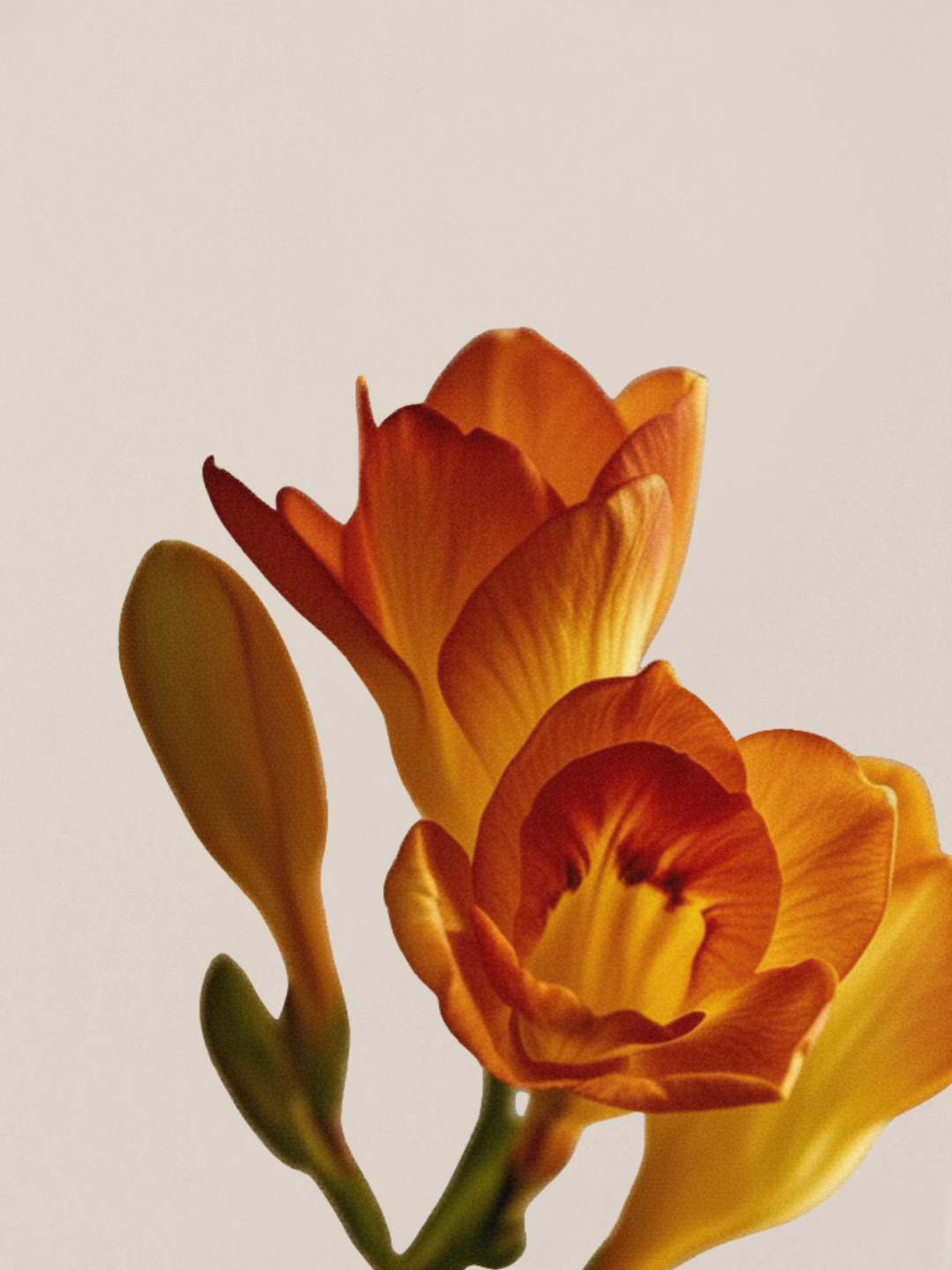 Freesia Bloom Conditioner