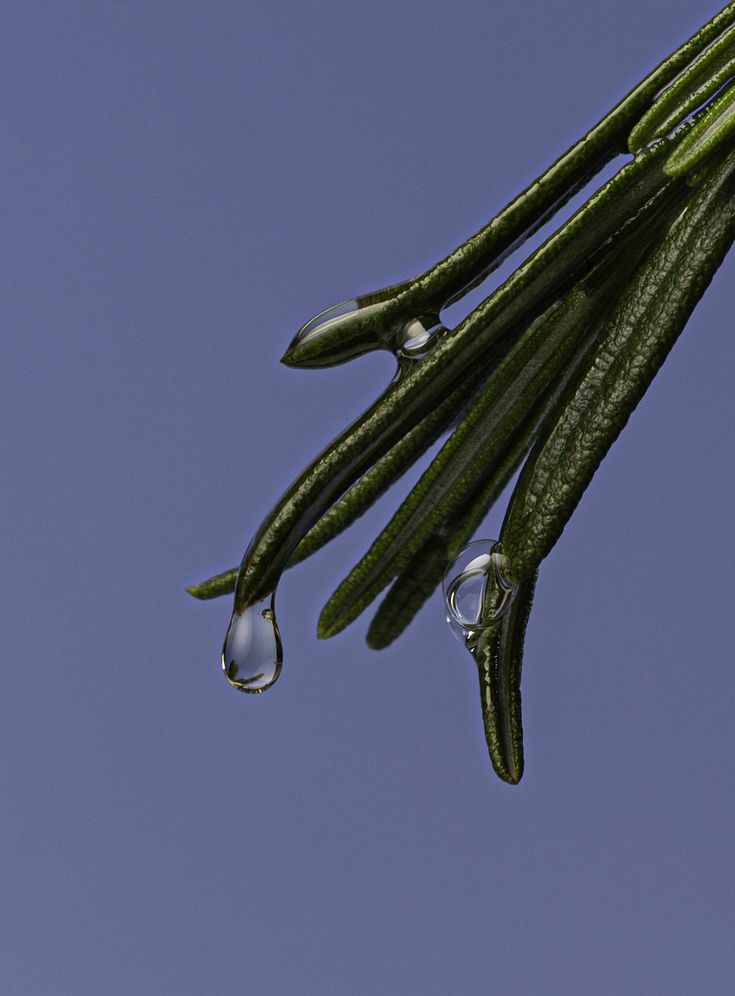 Sanctuary Tea Tree Body Cleanser